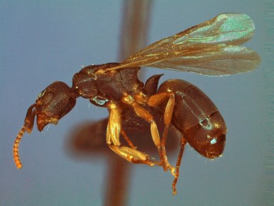 Dolichoderus laminatus